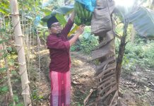 Manfaatkan Lahan Kosong, Alumnus UTM Pilih Budidaya Pisang di Sampang