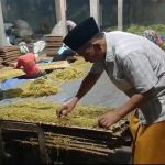 Harga Tembakau Lamongan Tembus Rp 50 Ribu per Kilogram